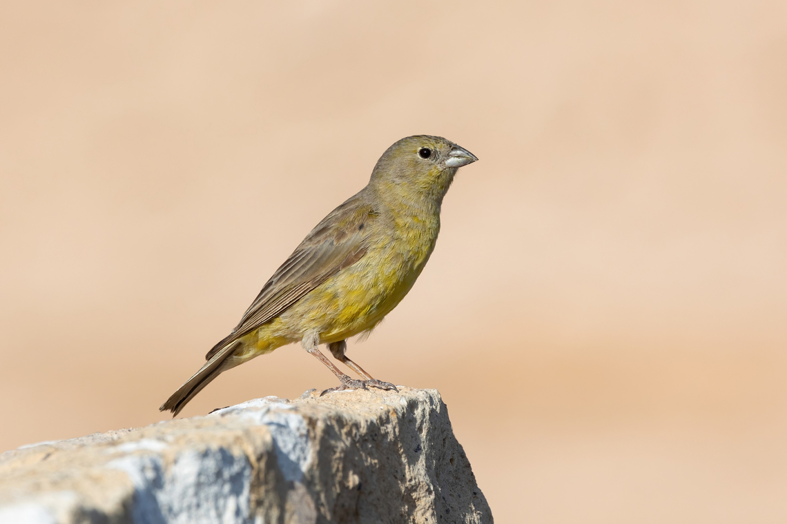 Greenish yellow-finch (Sicalis olivascens) Yura, Arequipa, Peru. Mar 31, 2022 Fall,Geotagged,Greenish yellow finch,Peru,Sicalis olivascens