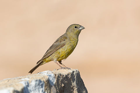 Greenish yellow finch
