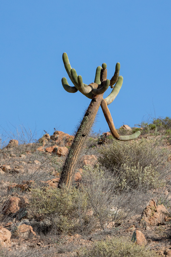 Candleholder Cactus (Browningia candelaris) Yura, Arequipa, Peru. Mar 31, 2022 Browningia candelaris,Fall,Geotagged,Peru