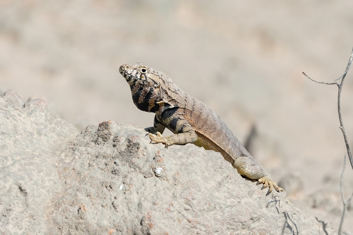 Peru Pacific iguana (Microlophus peruvianus) Yura, Arequipa, Peru. Mar 31, 2022 Fall,Geotagged,Microlophus peruvianus,Peru,Peru Pacific iguana