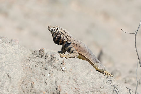 Peru Pacific iguana (Microlophus peruvianus) Yura, Arequipa, Peru. Mar 31, 2022 Fall,Geotagged,Microlophus peruvianus,Peru,Peru Pacific iguana