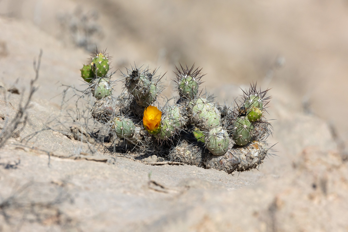 Cumulopuntia leucophaea (Cactaceae) Yura, Arequipa, Peru. Mar 31, 2022 Cumulopuntia leucophaea,Fall,Geotagged,Peru