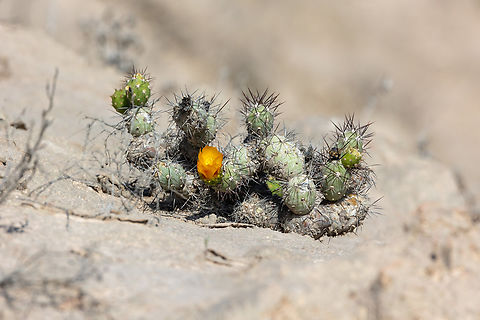 Cumulopuntia leucophaea (Cactaceae) in Peru.