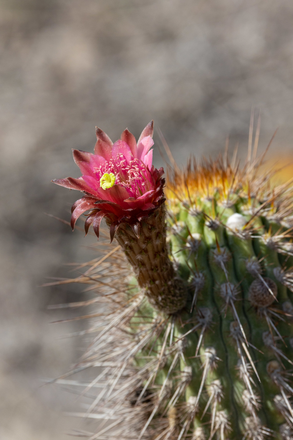 Weberbauerocereus weberbaueri (Cactaceae) Yura, Arequipa, Peru. Mar 31, 2022 Fall,Geotagged,Peru,Weberbauerocereus weberbaueri