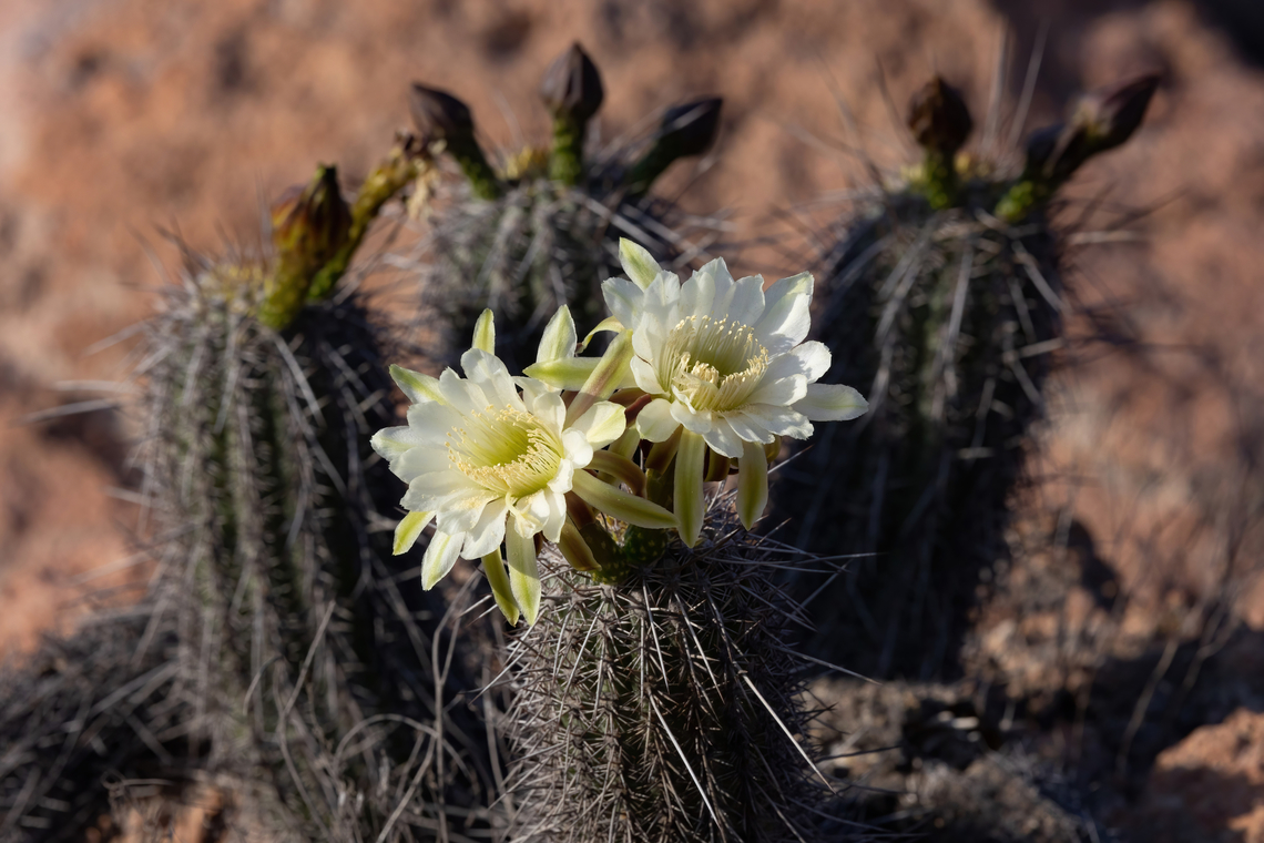 Haageocereus platinospinus (Cactaceae) Yura, Arequipa, Peru. Mar 31, 2022 Fall,Geotagged,Haageocereus platinospinus,Peru