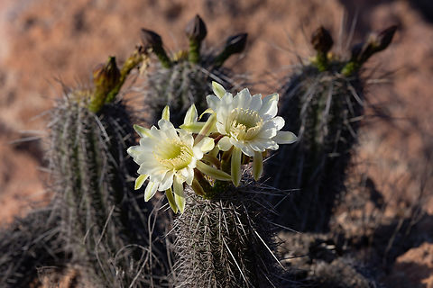 Haageocereus platinospinus