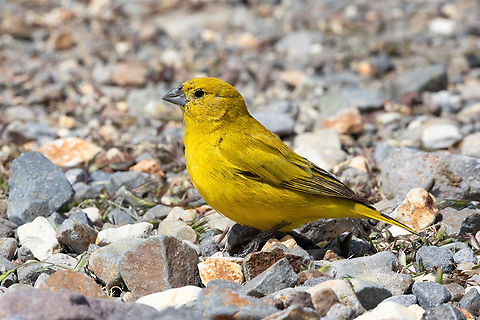 Puna Yellow-Finch (Sicalis lutea) Patahuasi, Arequipa, Peru. Mar 31, 2022 Fall,Geotagged,Peru,Puna yellow finch,Sicalis lutea