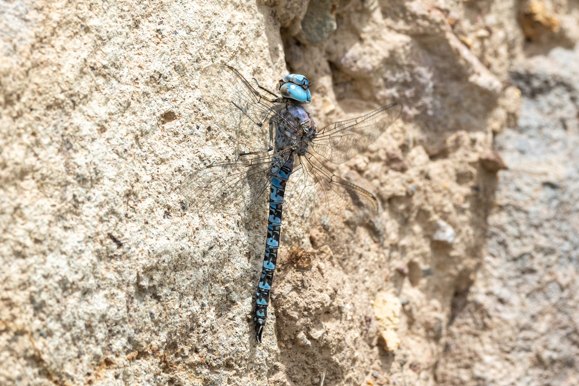 Rhionaeschna fissifrons (Aeshnidae) Vizcachane, Arequipa, Peru. Mar 31, 2022 Fall,Geotagged,Peru,Rhionaeschna fissifrons