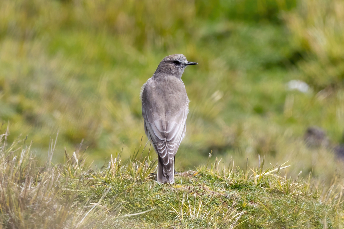 White-fronted ground tyrant (Muscisaxicola albifrons) Vizcachane, Arequipa, Peru. Mar 31, 2022 Fall,Geotagged,Muscisaxicola albifrons,Peru,White-fronted ground tyrant