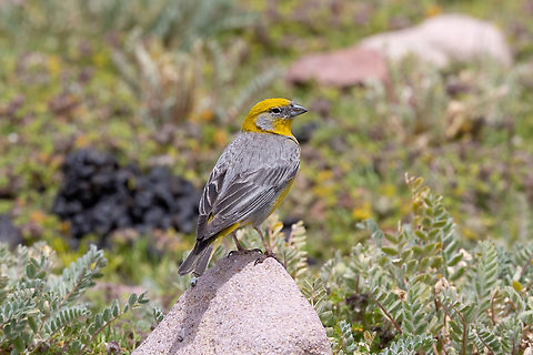Bright-rumped yellow finch