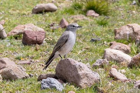 Ochre-naped ground tyrant (Muscisaxicola flavinucha) Vizcachane, Arequipa, Peru. Mar 31, 2022 Fall,Geotagged,Muscisaxicola flavinucha,Ochre-naped ground tyrant,Peru