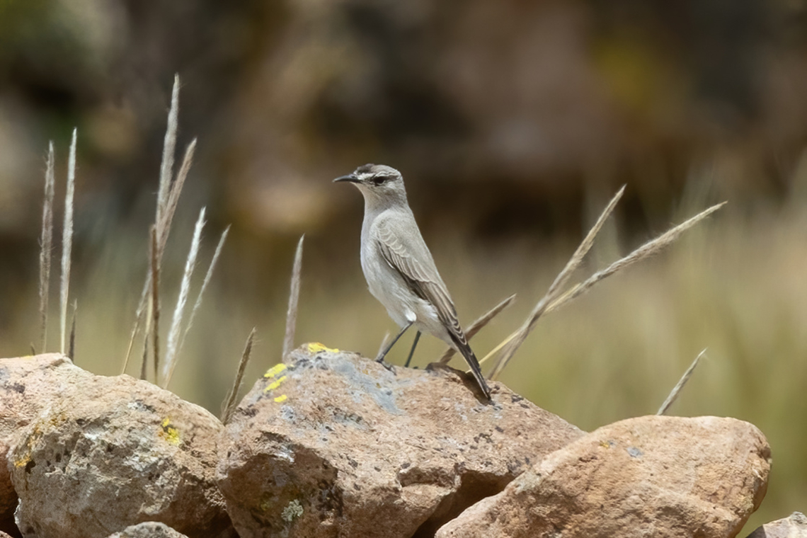 Black-fronted ground tyrant (Muscisaxicola frontalis) Vizcachane, Arequipa, Peru. Mar 31, 2022 Black-fronted ground tyrant,Fall,Geotagged,Muscisaxicola frontalis,Peru
