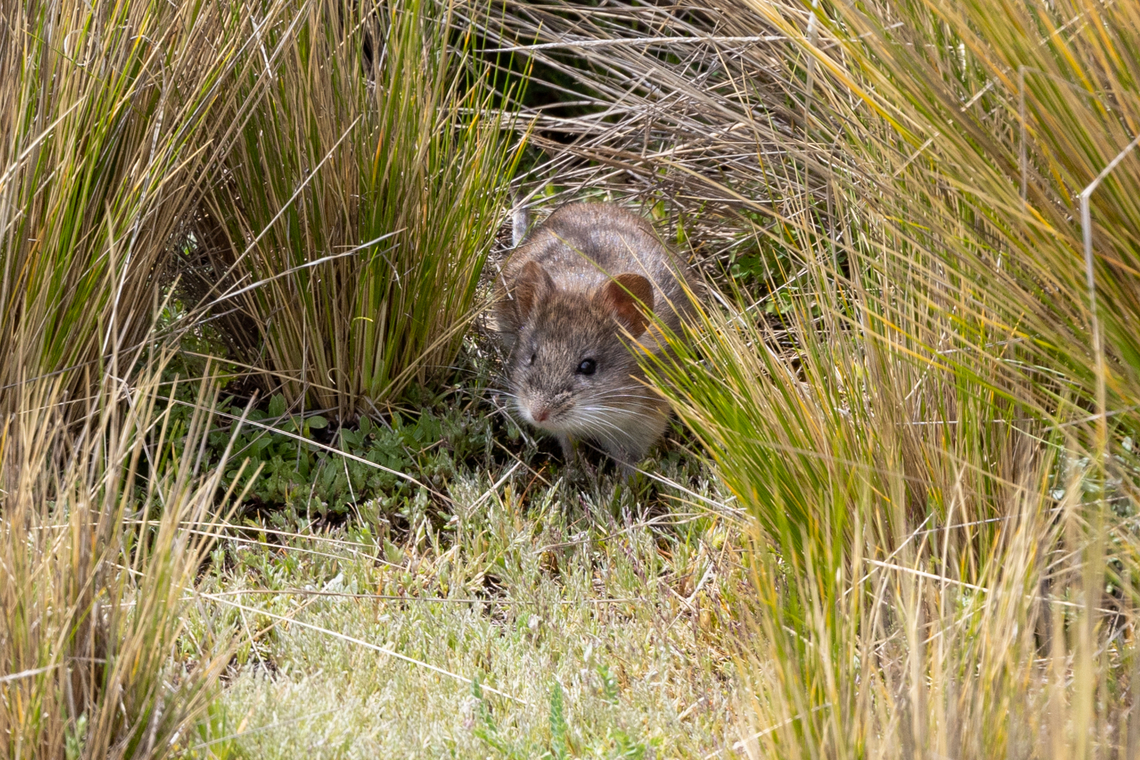 Yellow-rumped leaf-eared mouse (Phyllotis xanthopygus) Vizcachane, Arequipa, Peru. Mar 31, 2022 Fall,Geotagged,Peru,Phyllotis xanthopygus,Yellow-rumped leaf-eared mouse