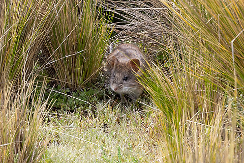 Yellow-rumped leaf-eared mouse (Phyllotis xanthopygus) Vizcachane, Arequipa, Peru. Mar 31, 2022 Fall,Geotagged,Peru,Phyllotis xanthopygus,Yellow-rumped leaf-eared mouse