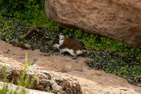 Jelski's Altiplano mouse (Abrothrix jelskii) Vizcachane, Arequipa, Peru. Mar 31, 2022 Abrothrix jelskii,Fall,Geotagged,Peru