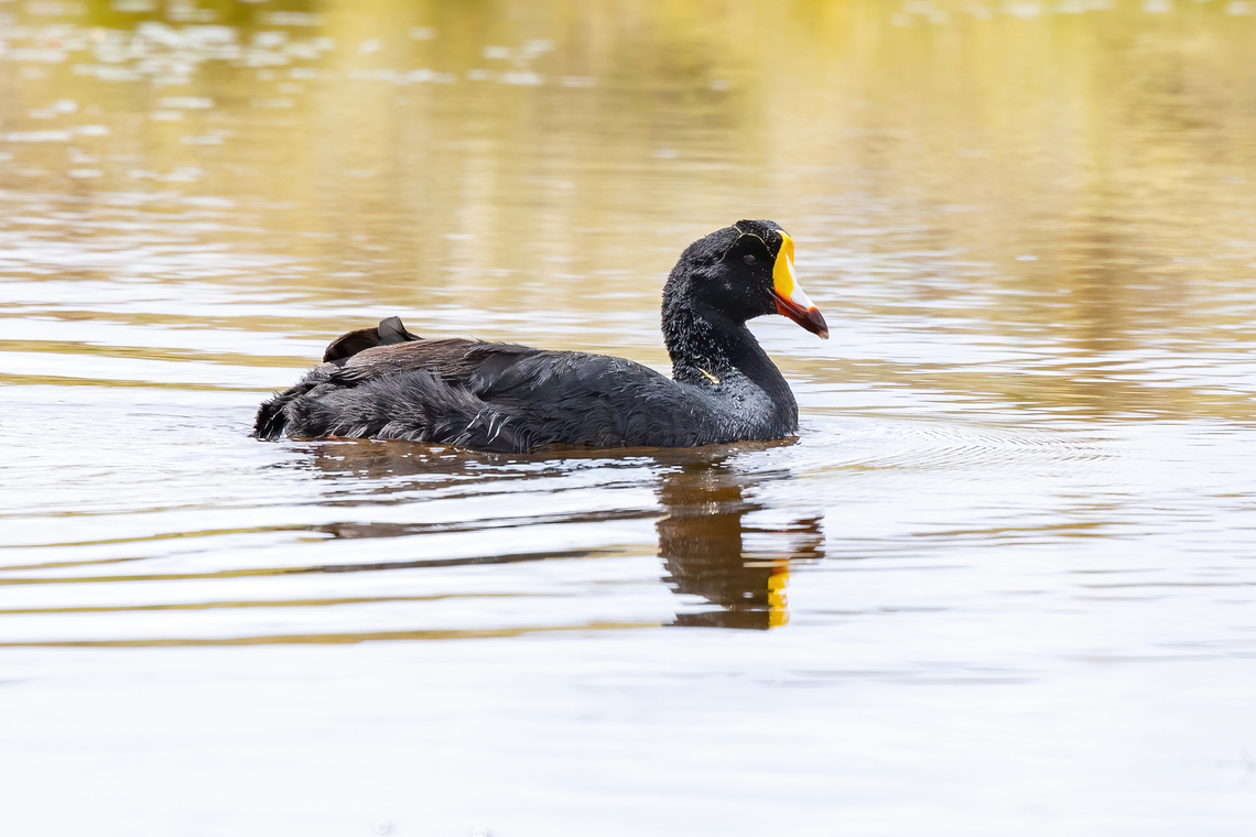 Giant coot (Fulica gigantea) Bofedal de Callicalli, Arequipa, Peru. Mar 31, 2022 Fall,Fulica gigantea,Geotagged,Giant coot,Peru