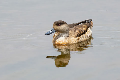 Crested duck