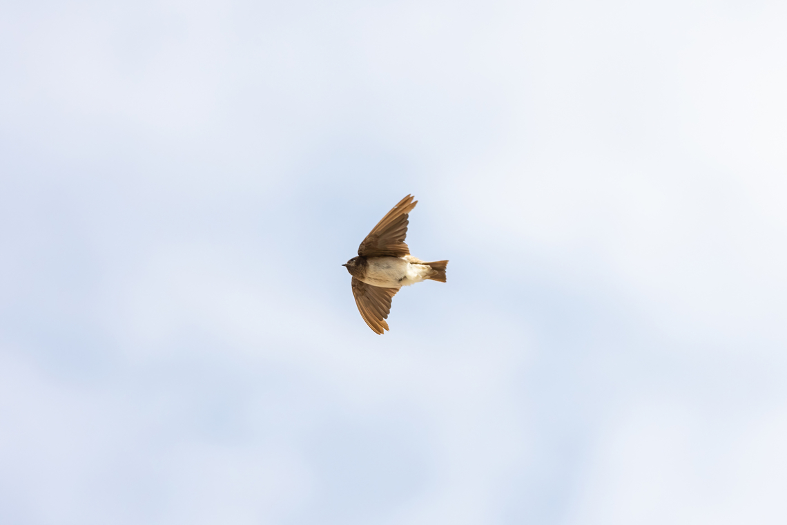 Andean swallow (Orochelidon andecola) Bofedal de Chucura, Arequipa, Peru. Mar 31, 2022 Andean swallow,Fall,Geotagged,Orochelidon andecola,Peru