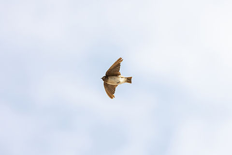 Andean swallow