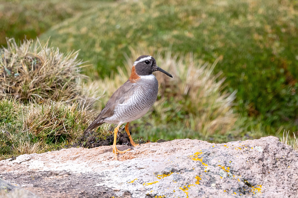 Diademed sandpiper-plover (Phegornis mitchellii) Bofedal de Chucura, Arequipa, Peru. Mar 31, 2022 Diademed sandpiper-plover,Fall,Geotagged,Peru,Phegornis mitchellii