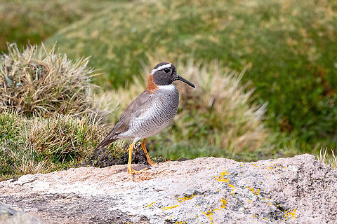 Diademed sandpiper-plover (Phegornis mitchellii) Bofedal de Chucura, Arequipa, Peru. Mar 31, 2022 Diademed sandpiper-plover,Fall,Geotagged,Peru,Phegornis mitchellii