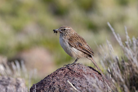 Streak-throated canastero (Asthenes humilis) Humedales Taco Ancara, Arequipa, Peru. Mar 31, 2022 Asthenes humilis,Fall,Geotagged,Peru,Streak-throated canastero