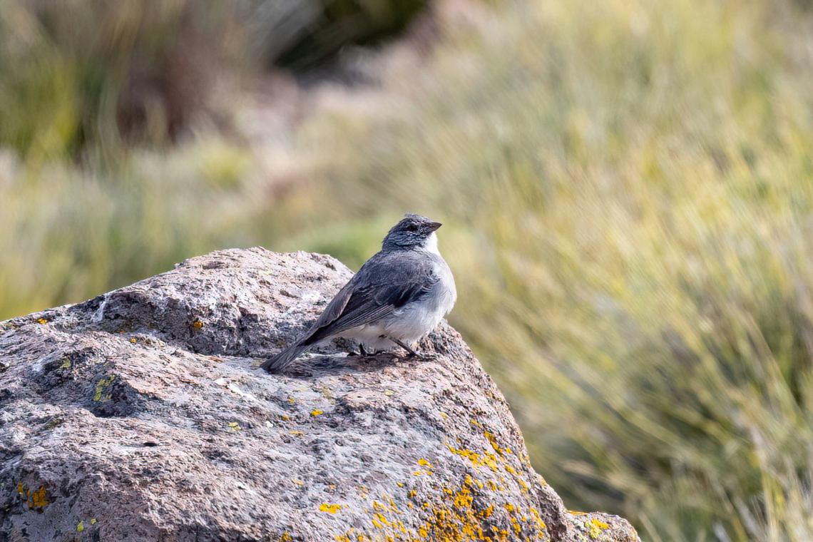 White-throated sierra finch (Idiopsar erythronotus) Humedales Taco Ancara, Arequipa, Peru. Mar 31, 2022 Fall,Geotagged,Idiopsar erythronotus,Peru,White-throated sierra finch