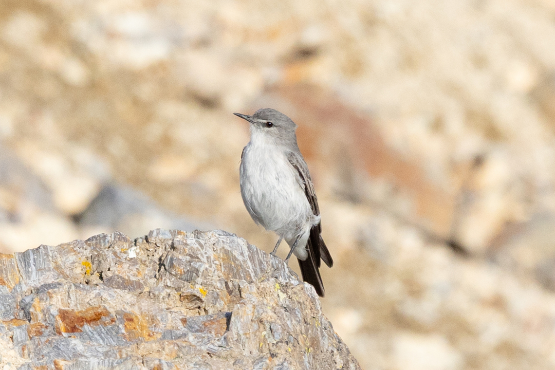Cinereous ground tyrant (Muscisaxicola cinereus) Chucura, Arequipa, Peru. Mar 31, 2022 Cinereous ground tyrant,Fall,Geotagged,Muscisaxicola cinereus,Peru