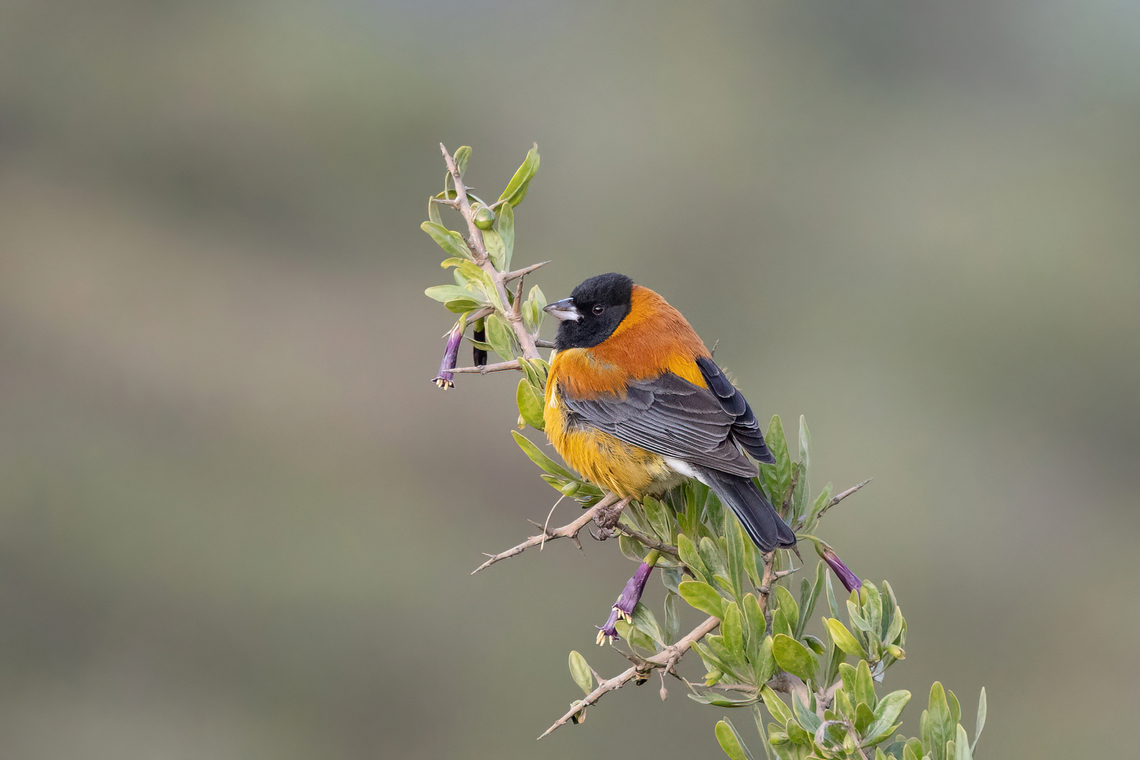 Black-hooded sierra finch (Phrygilus atriceps) Road to El Simbral, Arequipa, Peru. Mar 29, 2022 Black-hooded sierra finch,Fall,Geotagged,Peru,Phrygilus atriceps