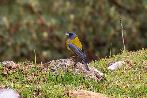 Peruvian sierra finch (Phrygilus punensis) La Quinua, Pasco, Peru. Jan 3, 2021 Geotagged,Peru,Peruvian sierra finch,Phrygilus punensis,Summer