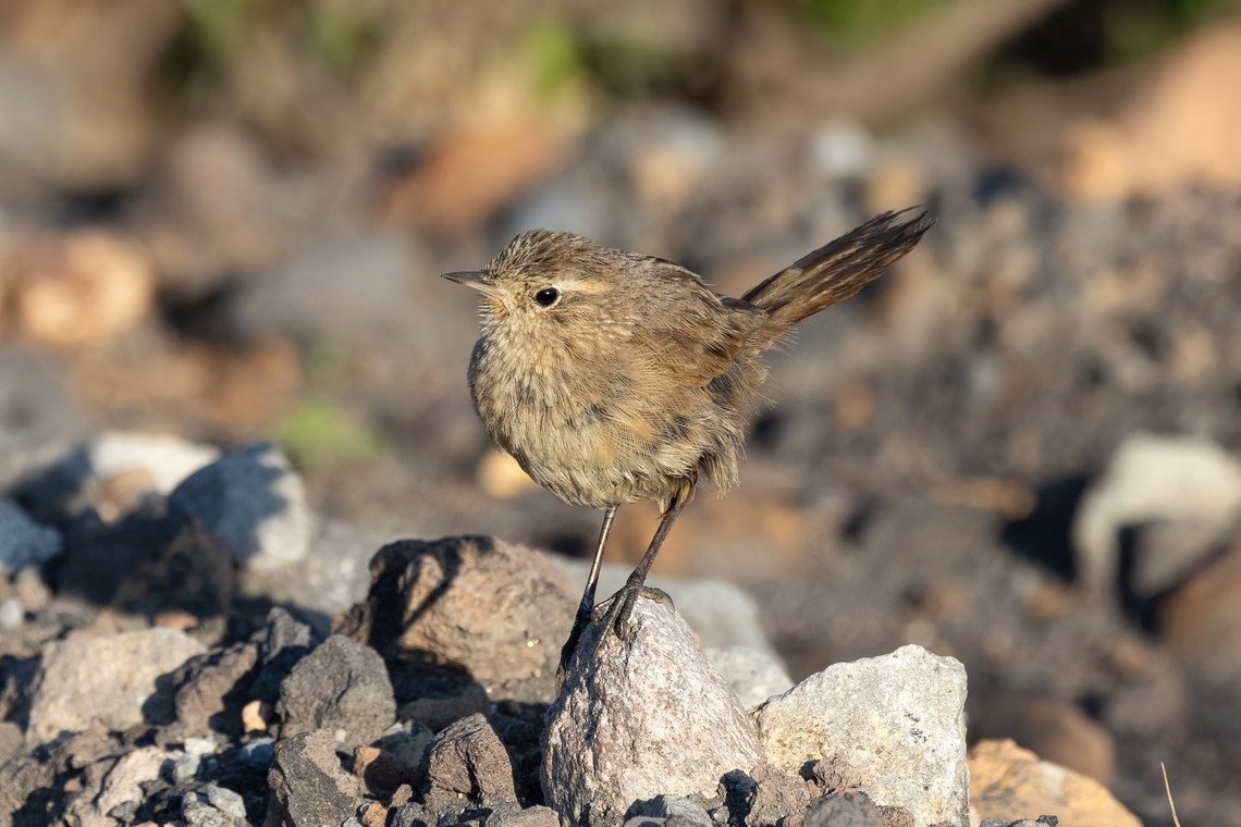 Puna canastero (Asthenes sclateri) Road to El Simbral, Arequipa, Peru. Mar 29, 2022 Asthenes sclateri,Fall,Geotagged,Peru,Puna canastero,Spring