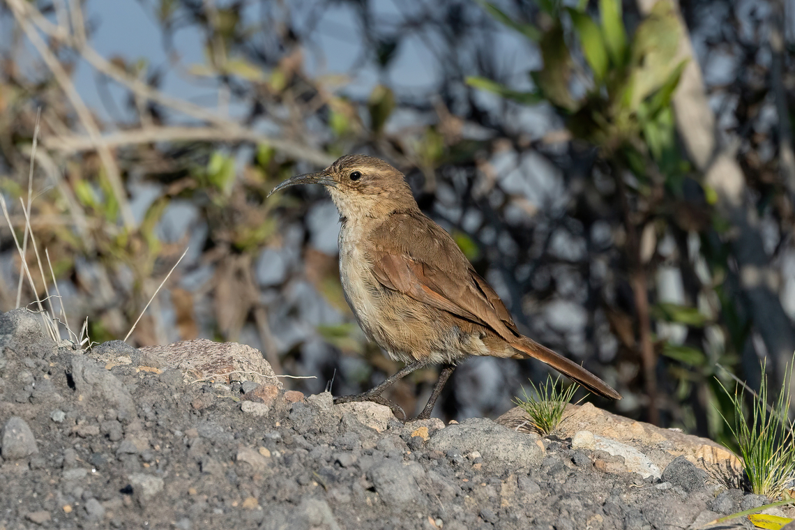 White-throated earthcreeper (Upucerthia albigula) Road to El Simbral, Arequipa, Peru. Mar 29, 2022 Fall,Geotagged,Peru,Upucerthia albigula,White-throated earthcreeper