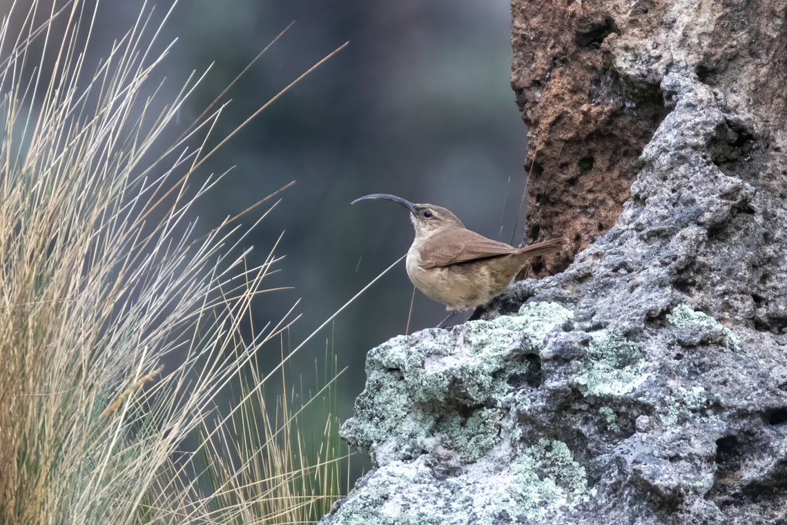 Buff-breasted earthcreeper (Upucerthia validirostris) Bosque de piedras de Huallay, Pasco, Peru. Jan 3, 2021 Buff-breasted earthcreeper,Geotagged,Peru,Summer,Upucerthia validirostris