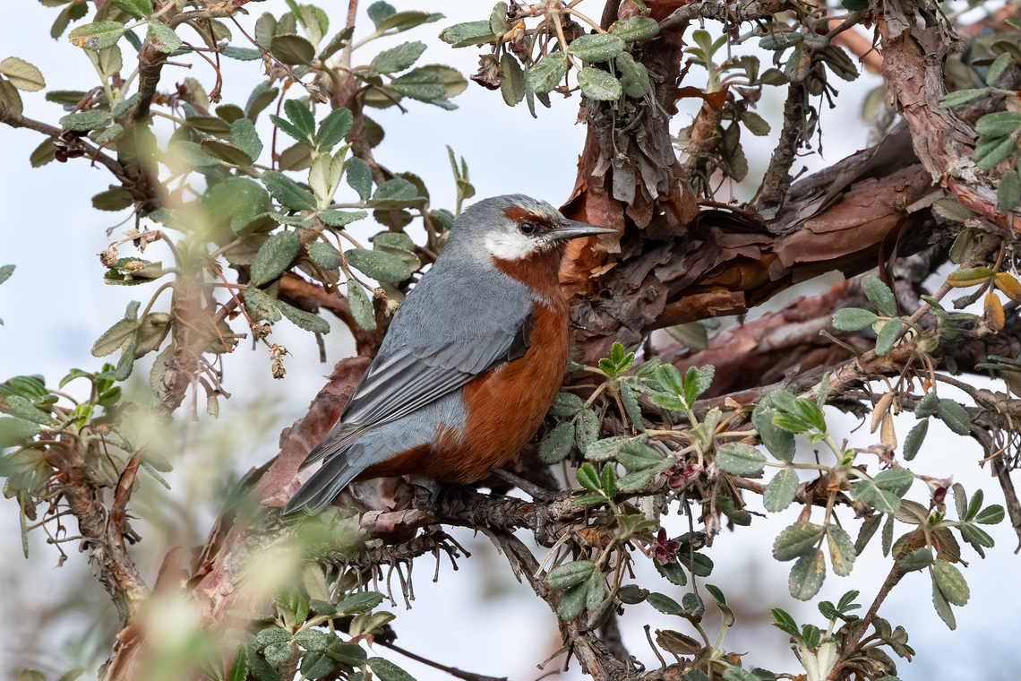 Giant conebill (Conirostrum binghami) El Simbral, Arequipa, Peru. Mar 29, 2022 Conirostrum binghami,Fall,Geotagged,Giant conebill,Peru
