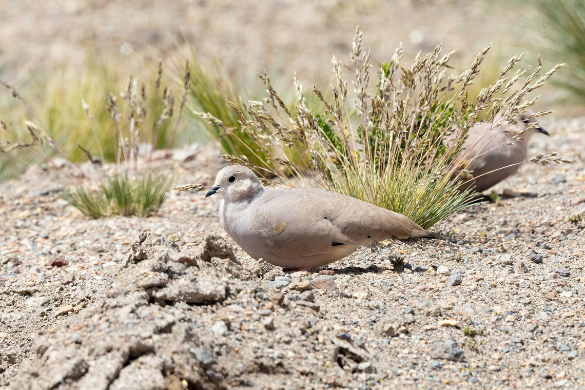 Golden-spotted ground dove (Metriopelia aymara) RN Salinas y Aguada Blanca, Arequipa, Peru. Mar 29, 2022 Fall,Geotagged,Golden-spotted ground dove,Metriopelia aymara,Peru