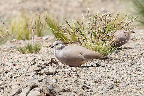 Golden-spotted ground dove (Metriopelia aymara) RN Salinas y Aguada Blanca, Arequipa, Peru. Mar 29, 2022 Fall,Geotagged,Golden-spotted ground dove,Metriopelia aymara,Peru