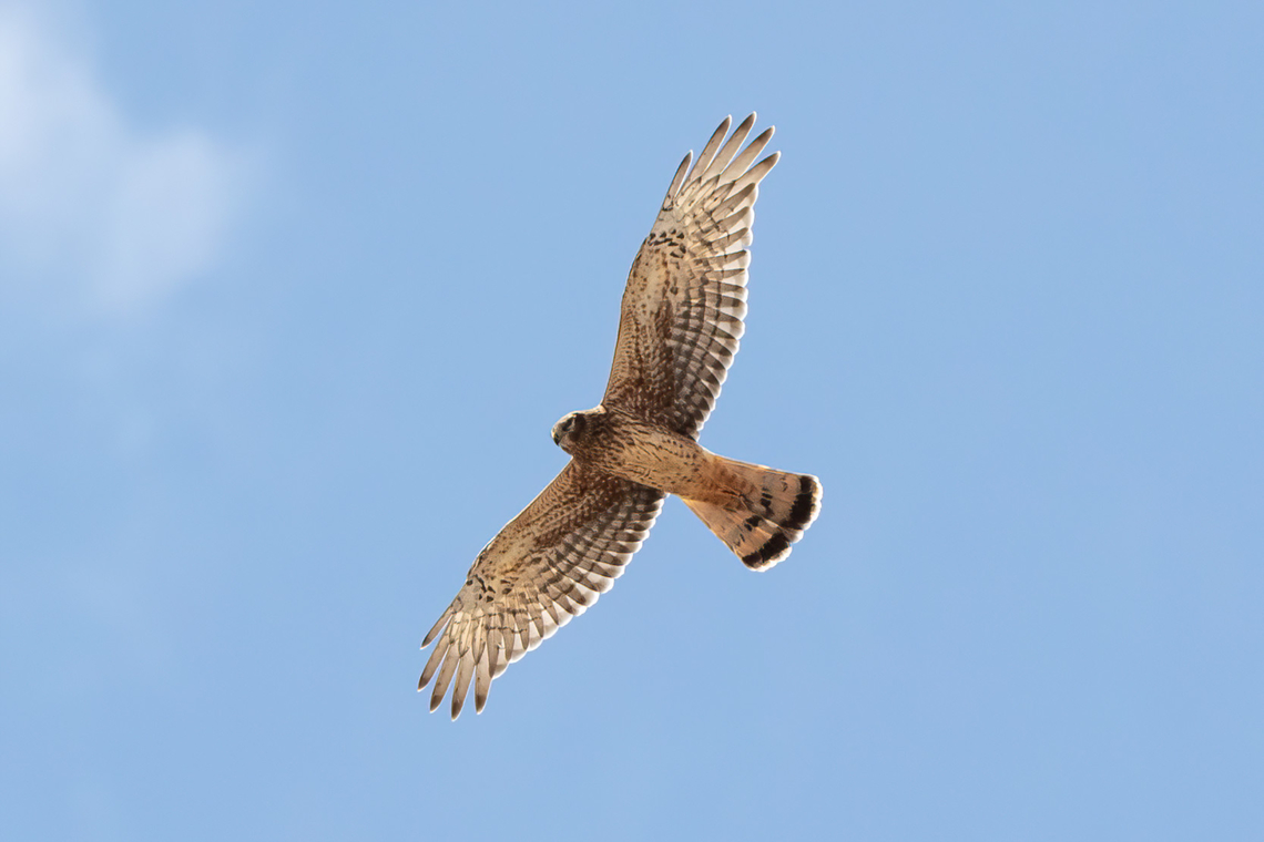 Cinereous harrier (Circus cinereus) RN Salinas y Aguada Blanca, Arequipa, Peru. Mar 29, 2022 Cinereous harrier,Circus cinereus,Fall,Geotagged,Peru