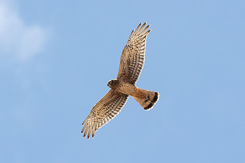 Cinereous harrier (Circus cinereus) RN Salinas y Aguada Blanca, Arequipa, Peru. Mar 29, 2022 Cinereous harrier,Circus cinereus,Fall,Geotagged,Peru