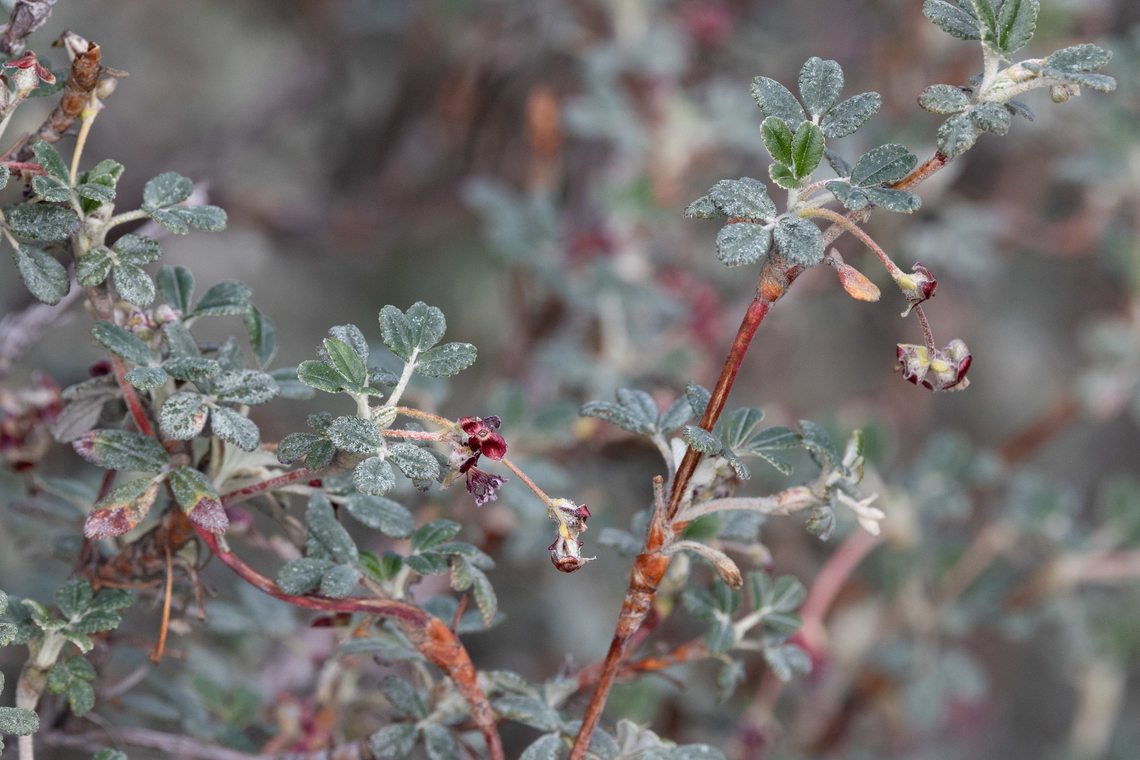 Polylepis rugulosa (Rosaceae) El Simbral, Arequipa, Peru. Mar 29, 2022 Fall,Geotagged,Peru,Polylepis rugulosa