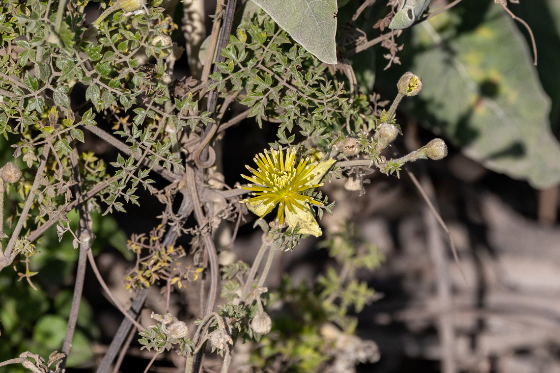 Clematis millefoliolata (Ranunculaceae) RN Salinas y Aguada Blanca, Arequipa, Peru. Mar 29, 2022 Clematis millefoliolata,Fall,Geotagged,Peru