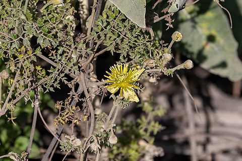 Clematis millefoliolata (Ranunculaceae) RN Salinas y Aguada Blanca, Arequipa, Peru. Mar 29, 2022 Clematis millefoliolata,Fall,Geotagged,Peru