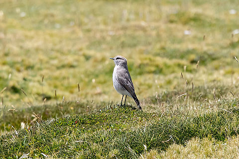 Puna ground tyrant (Muscisaxicola juninensis) RN Salinas y Agudada Blanca, Arequipa, Peru. Mar 29, 2022 Fall,Geotagged,Muscisaxicola juninensis,Peru,Puna ground tyrant
