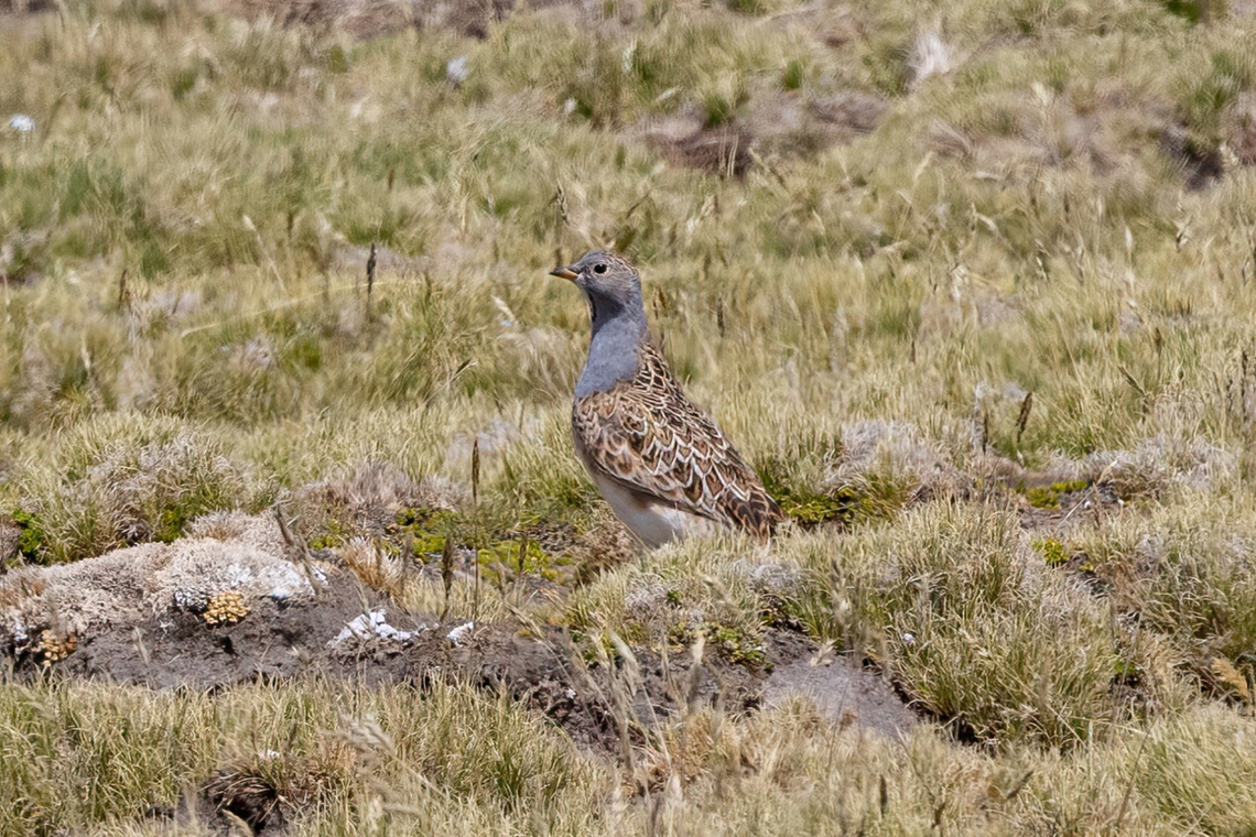 Grey-breasted seedsnipe (Thinocorus orbignyianus) RN Salinas y Agudada Blanca, Arequipa, Peru. Mar 29, 2022 Fall,Geotagged,Grey-breasted seedsnipe,Peru,Thinocorus orbignyianus