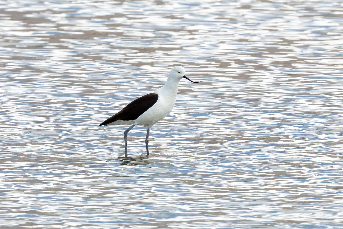 Andean avocet (Recurvirostra andina) RN Salinas y Agudada Blanca, Arequipa, Peru. Mar 29, 2022 Andean avocet,Fall,Geotagged,Peru,Recurvirostra andina