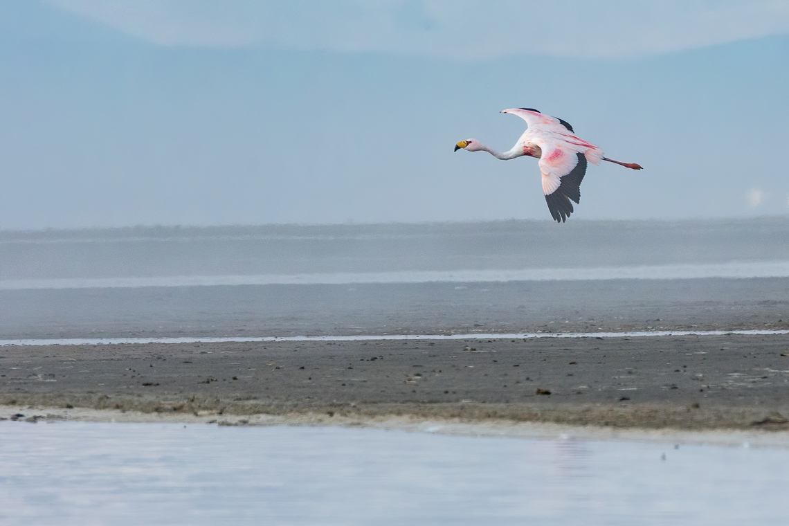 James's flamingo (Phoenicoparrus jamesi) RN Salinas y Aguada Blanca, Arequipa, Peru. Mar 29, 2022 Fall,Geotagged,Jamess flamingo,Peru,Phoenicoparrus jamesi