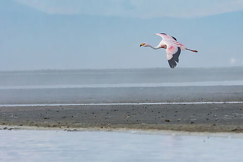 James's flamingo (Phoenicoparrus jamesi) RN Salinas y Aguada Blanca, Arequipa, Peru. Mar 29, 2022 Fall,Geotagged,Jamess flamingo,Peru,Phoenicoparrus jamesi