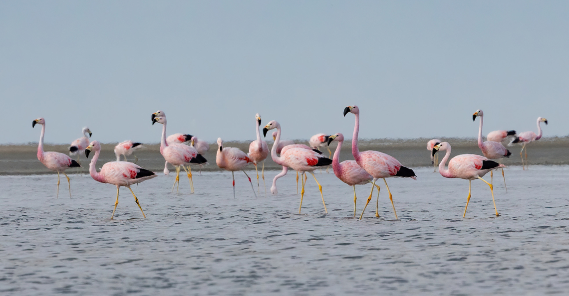Andean flamingo (Phoenicoparrus andinus) RN Salinas y Aguada Blanca, Arequipa, Peru. Mar 29, 2022 Andean flamingo,Fall,Geotagged,Peru,Phoenicoparrus andinus