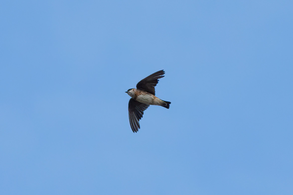 Chestnut-collared swallow (Petrochelidon rufocollaris) Simbal, La Libertad, Peru. Apr 21, 2022 Chestnut-collared swallow,Fall,Geotagged,Peru,Petrochelidon rufocollaris