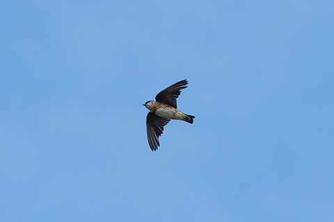 Chestnut-collared swallow