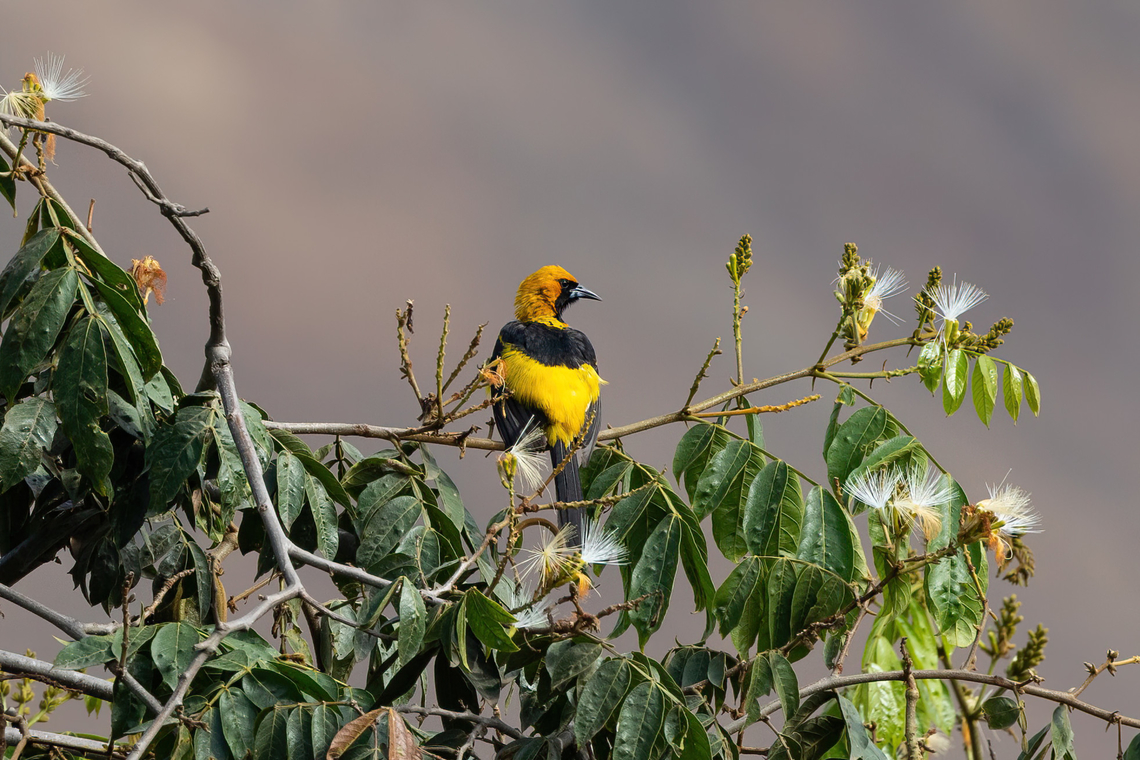 White-edged oriole (Icterus graceannae) Simbal, La Libertad, Peru. Apr 21, 2022 Fall,Geotagged,Icterus graceannae,Peru,White-edged oriole